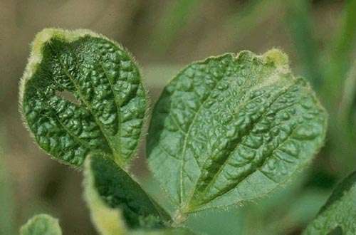 Las hojas arrugadas son una señal de que algo afecta la salud de la planta, ya sea por riego inadecuado, ambiente seco, sustrato pobre, plagas, exceso de humedad o raíces dañadas