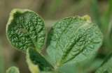 Científicos encuentran pistas sobre cómo las plantas ‘sienten’ y reaccionan al tacto