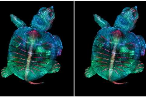 Un mundo diminuto: imágenes ganadoras del concurso microscópico de Nikon