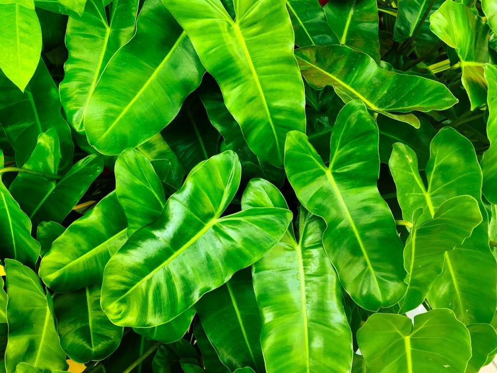 Aunque hay muchas recetas caseras para limpiar las hojas de las plantas, hay que tener cuidado con algunos líquidos que pueden ser perjudiciales para su desarrollo.