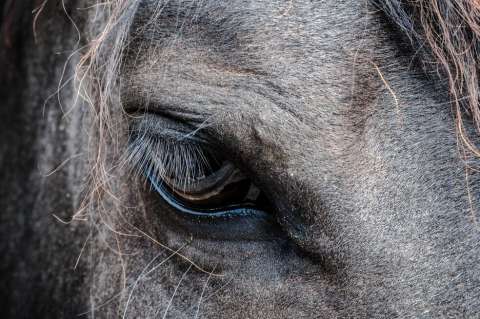 Fiscalía judicializa a dos presuntos maltratadores de caballos en Antioquia y Casanare