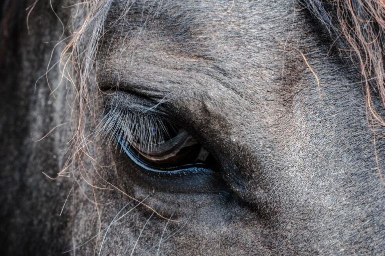 Fiscalía judicializa a dos presuntos maltratadores de caballos en Antioquia y Casanare