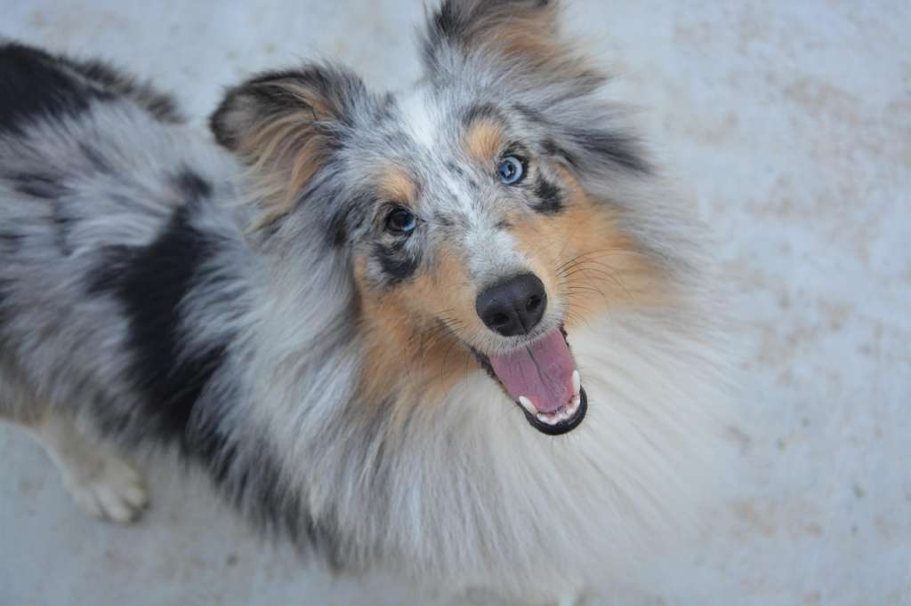 ¿Qué es el “doble merle” en perros y por qué es peligroso?