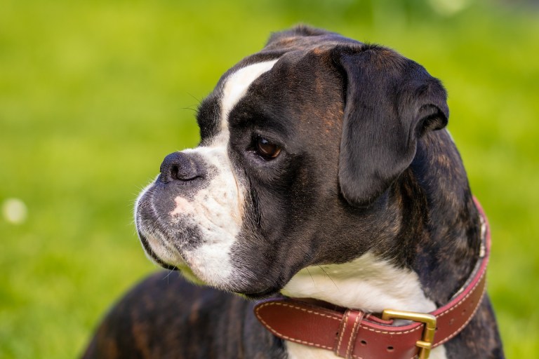 La ciencia explica por qué algunas razas de perros tienen orejas grandes y caídas y otras no