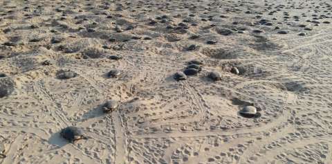 En video: así se ve uno de los mayores sitios de nidación de tortugas del mundo