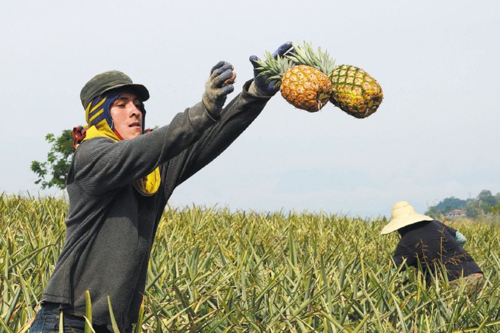 Cultivo de piña.