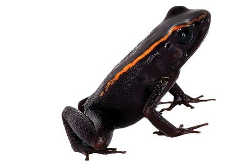 Esta es una de las ranas descritas por los investigadores y nombrada en un honor a un biólogo colombiano.
