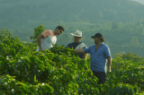 Amor Perfecto: apuesta por el café colombiano de calidad y la dignidad cafetera