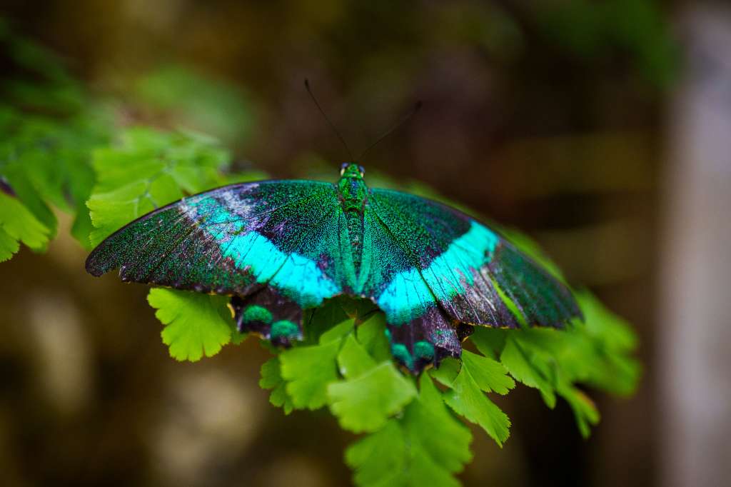 Turismo en Miami, naturaleza, Fairchild Tropical Botanic Garden