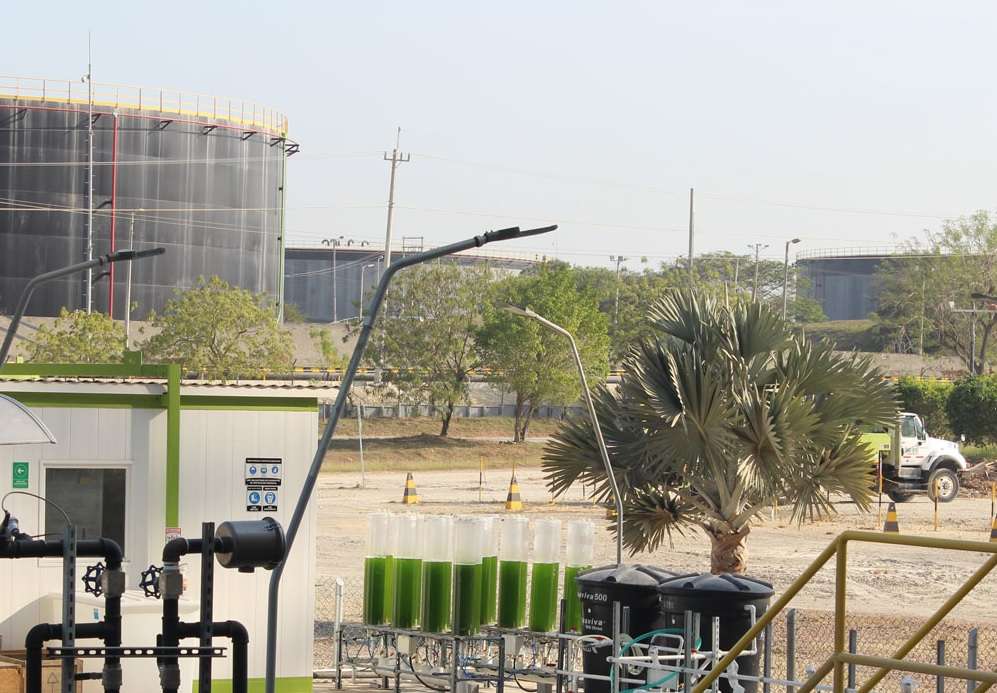 Primera planta experimental con microalgas construida en Cartagena por Argos