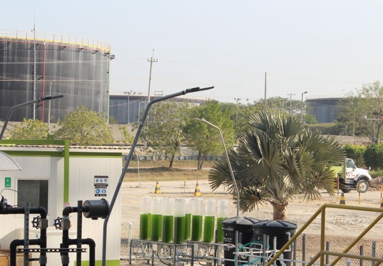 Cementeros y microalgas, socios en tiempo de cambio climático