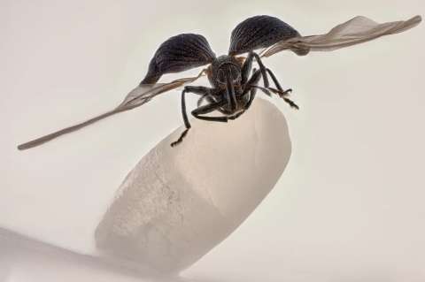 Las increíbles imágenes ganadoras del concurso de fotografía microscópica