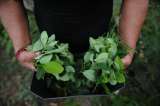 Crisis cocalera: el rol de Tumaco cambió y ahora es centro de almacenaje de coca