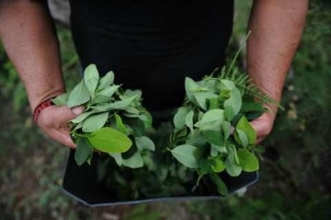 Crisis cocalera: el rol de Tumaco cambió y ahora es centro de almacenaje de coca