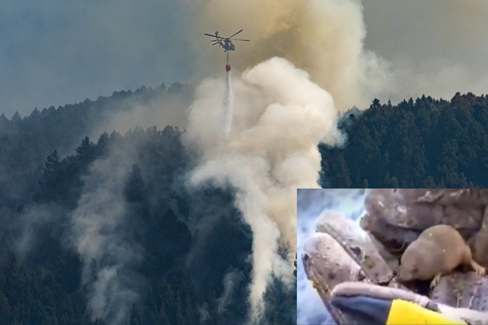 Topo en incendio