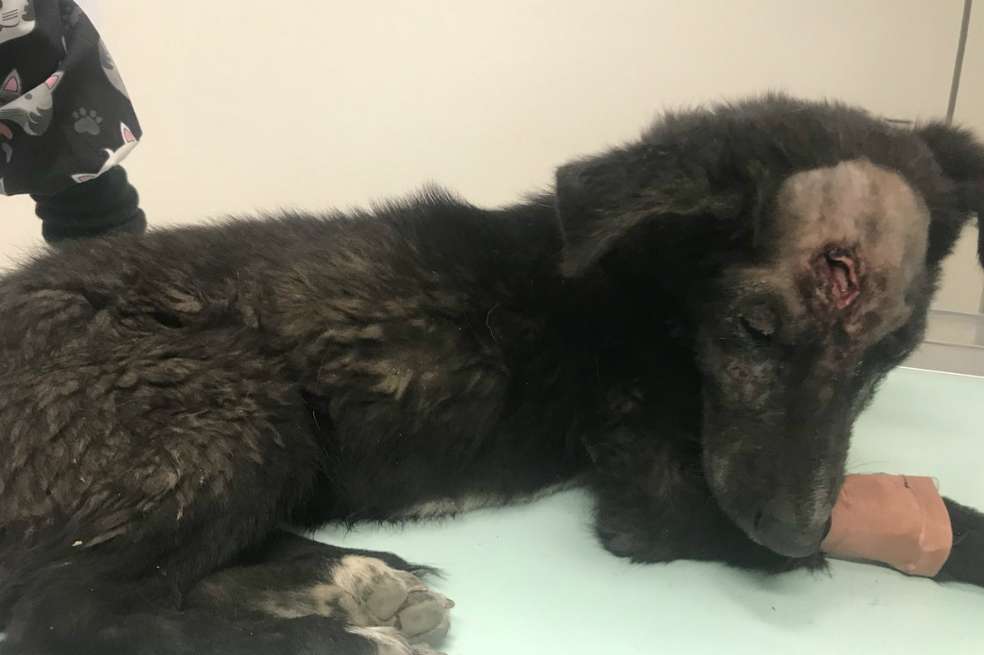 Cortesía Fundación Alma Perruna