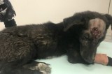 Denuncian a habitante que apuñala perros en el municipio de Soacha