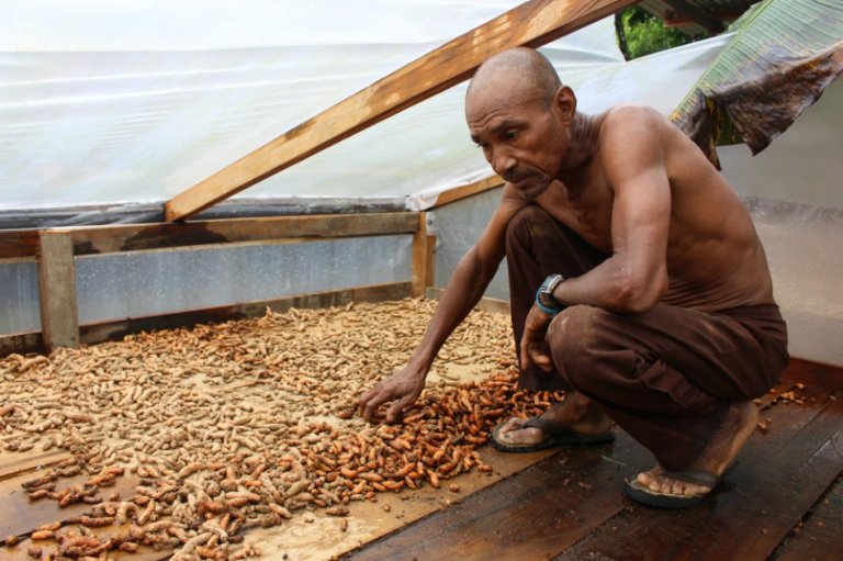 Así es como Chocó aprovecha sus bosques