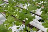 Trucos para que el perejil y el cilantro duren más