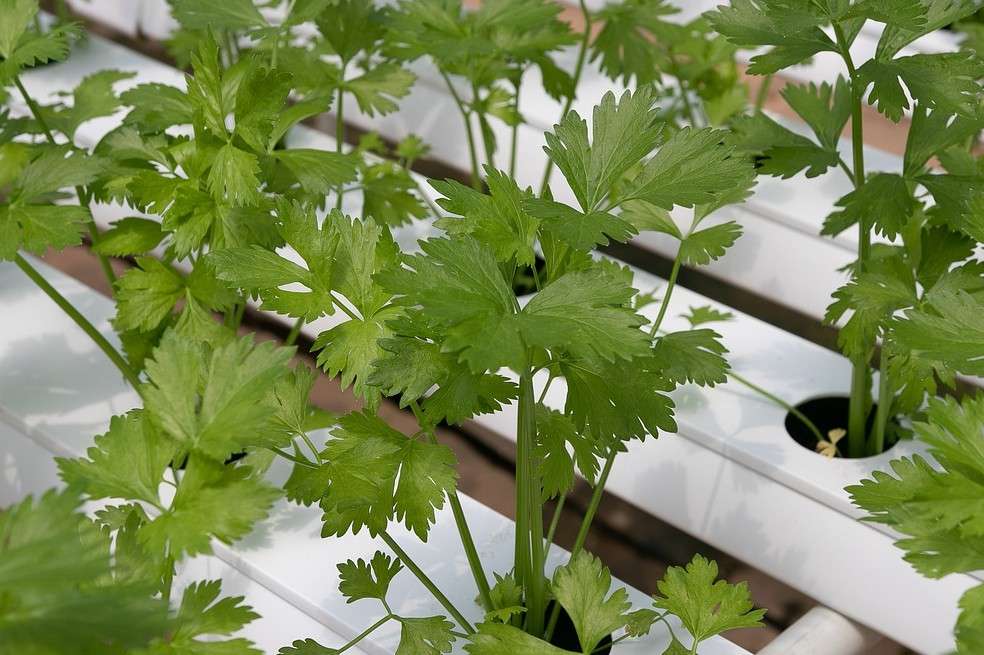 Conoce las propiedades del cilantro más allá de sazonar las preparaciones.