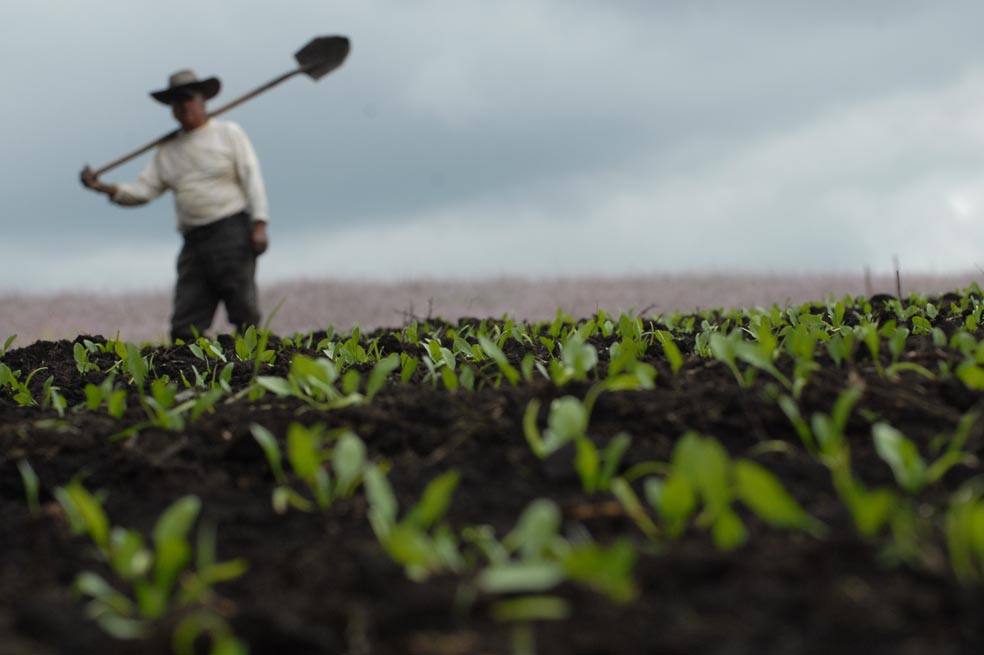 ¿Qué ocurre cuando el Estado da las oportunidades? En el caso del Putumayo, algo excepcional: una resiembra de matas de coca igual a cero. / David Campuzano - Archivo El Espectador