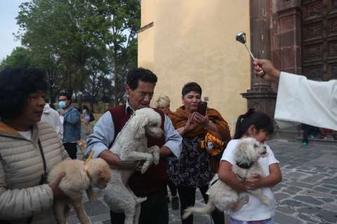 Día Mundial de Bendecir a los Animales: ¿Por qué se celebra el 17 de enero?