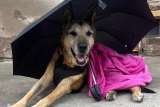 Cabezón vivió casi 22 años en las calles y fue el perro más querido de toda una ciudad