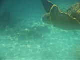 Una crónica sobre las lágrimas de las tortugas marinas