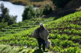 Relacionan pesticidas con aumento de muertes por cáncer de colon en Brasil