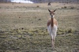 Congreso Mundial de la Naturaleza vuelve a aplazarse
