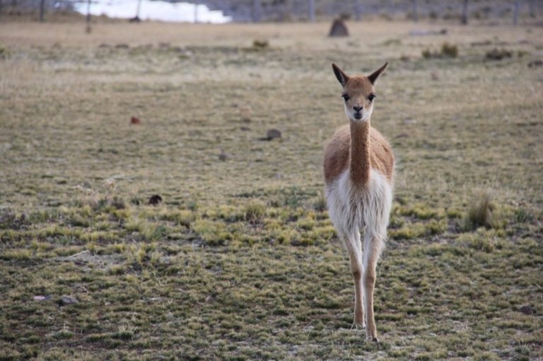 Congreso Mundial de la Naturaleza vuelve a aplazarse
