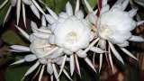 Cinco plantas nocturnas que puede tener en su jardín y sus cuidados