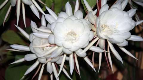 Dama de noche: belleza, fragancia y cuidados de esta planta