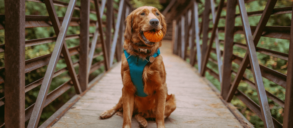 3 órdenes básicas que podría aprender a hacer tu perro