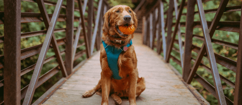 ¿Cuántas palabras puede entender un perro?