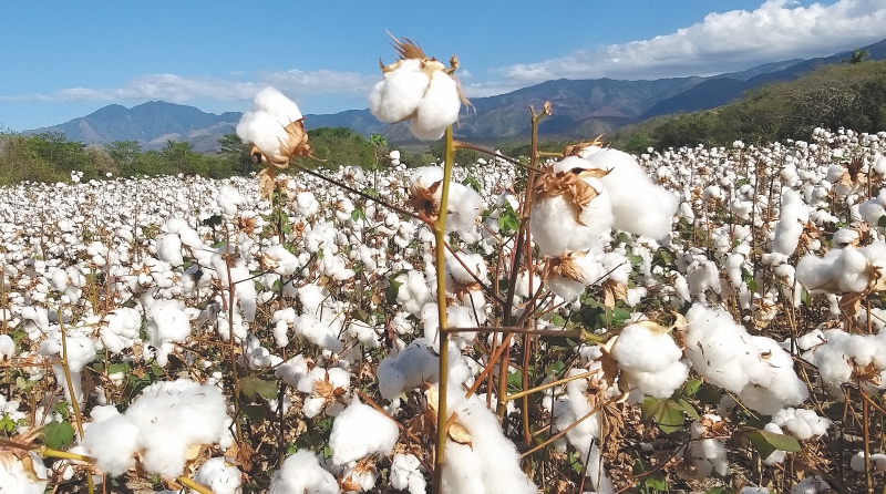 De acuerdo con Conalgodón, para 2025 se espera un consumo de 90.000 toneladas de algodón colombiano.