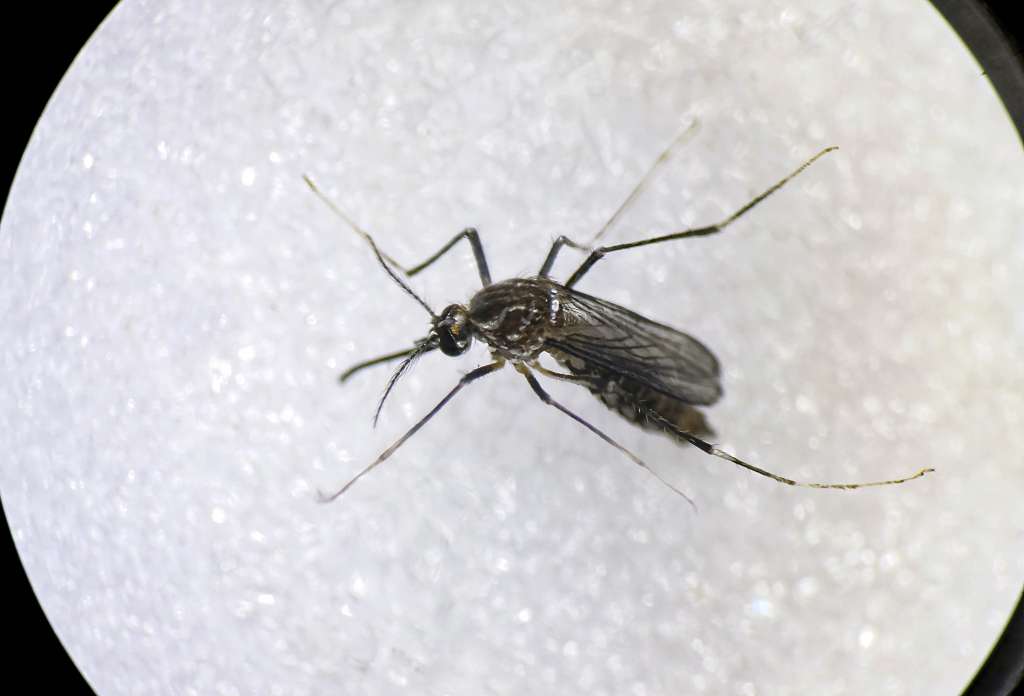 SJS03. SAN JOSÉ (COSTA RICA), 27/04/2023.- Fotografía tomada en los laboratorios de Entomología de la Universidad de Costa Rica que muestra un zancudo Aedes Aegypti, principal vector para la transmisión de dengue y chikunguña, el 25 de abril de 2023, en San José (Costa Rica). América Latina enfrenta un aumento de las enfermedades transmitidas por mosquitos, especialmente el dengue y el chikunguña, y a pesar de los esfuerzos de Gobiernos y organizaciones sanitarias para prevenirlas y controlarlas, los casos se multiplican por la crisis climática y los debilitados sistemas sanitarios tras la pandemia. EFE/ Jeffrey Arguedas