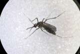 Alarma por dengue en Colombia: van 44 muertos; 27 son menores de 15 años
