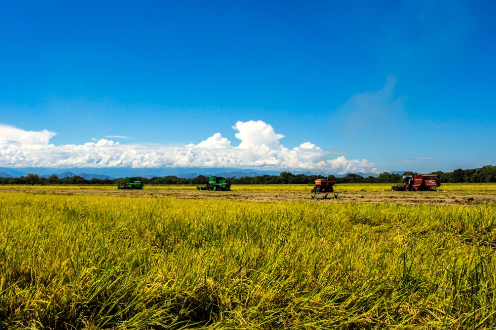 Recolección en un plantío de arroz en el Tolima.