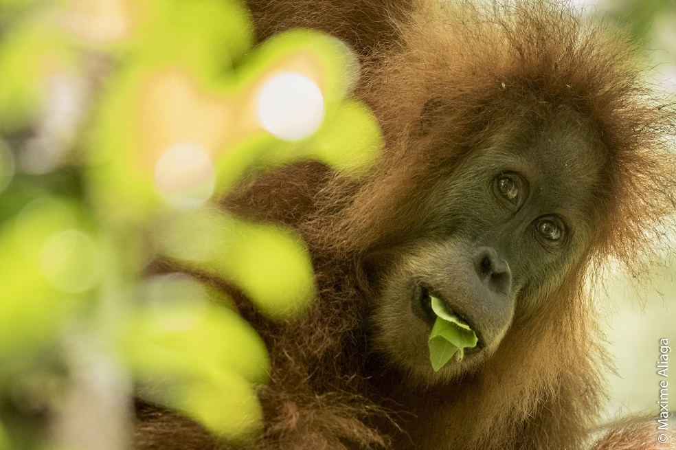 Un Tapanuli orangután registrado por la Universidad de Zurich. / Maxime Aliaga - Universidad de Zurich