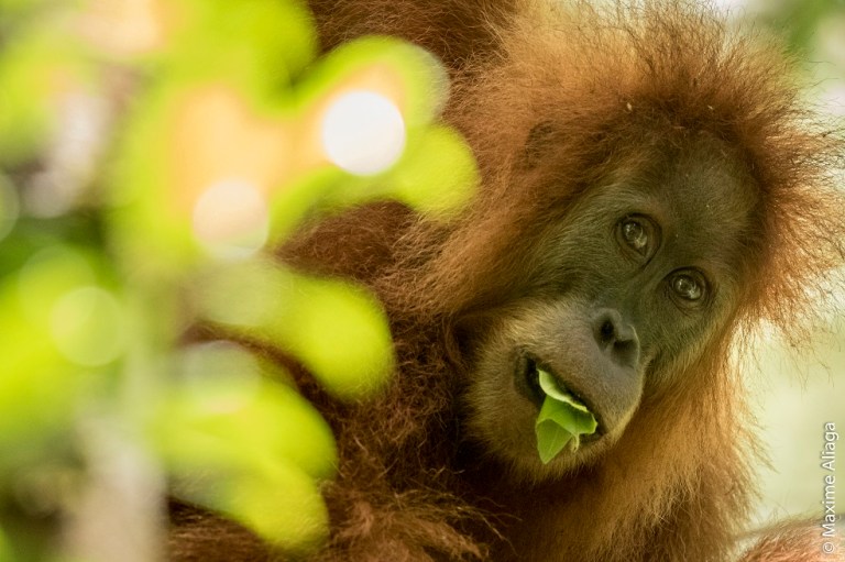 Una nueva especie de orangután descubierta en Sumatra está casi extinta