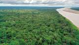 Un trozo de la Amazonia paró de secuestrar carbono y comenzó a emitirlo, ¿y ahora?