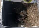 Animales rescatados del tráfico ilegal encontraron un nuevo hogar en Melgar