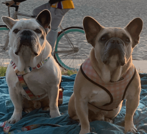Condena de 21 años de cárcel para hombre que robó los perros de Lady Gaga
