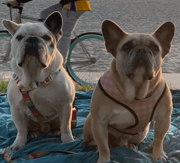 Perros de Lady Gaga, dos bulldogs franceses, observan a la cámara.