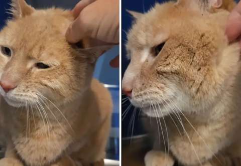 Abandonan a su gato de 14 años tras mudarse, su destino cambió gracias a las redes