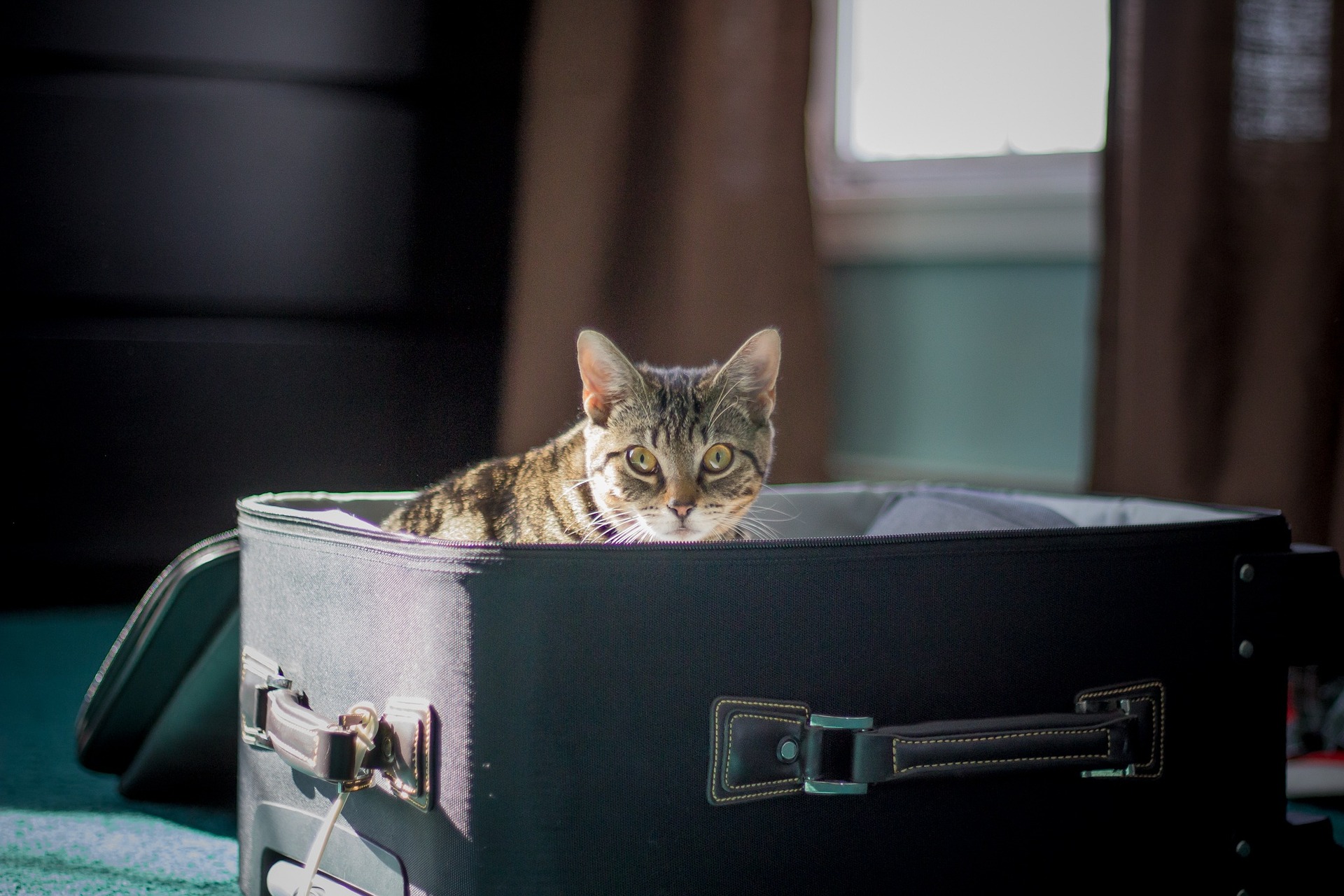 Recuerde planear el viaje con su mascota con anticipación. Los trámites suelen ser un poco demorados.
