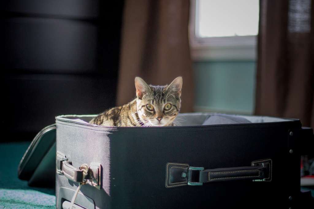Recuerde planear el viaje con su mascota con anticipación. Los trámites suelen ser un poco demorados.