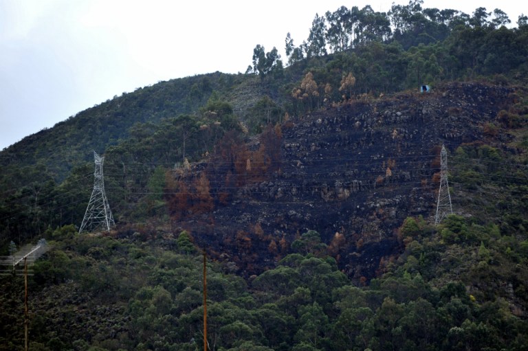 Pinos y eucaliptos: una amenaza para los cerros orientales