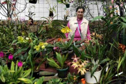 Bogotá será escenario de la mayor exposición de orquídeas